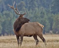 bull elk